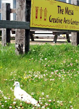 White Dove visits The Mesa