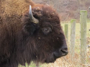 Buffalo Portrait